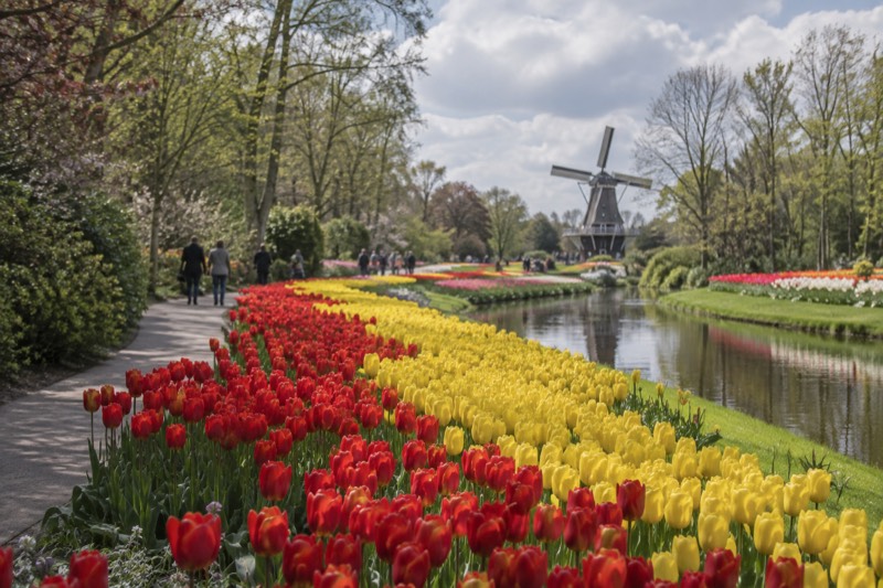 Long beds of red and yellow tulips in full flower beside a curving path and a small canal, a low windmill at the far end of the garden, Keukenhof, Netherlands