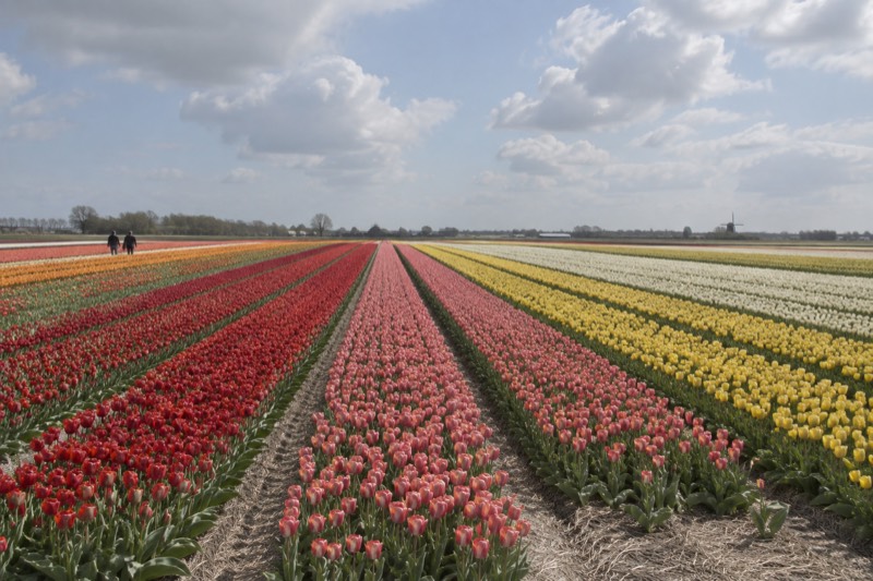 A wide field of tulips in straight coloured stripes running to the horizon under a big cloudy sky, the bulb fields south of Haarlem, Netherlands