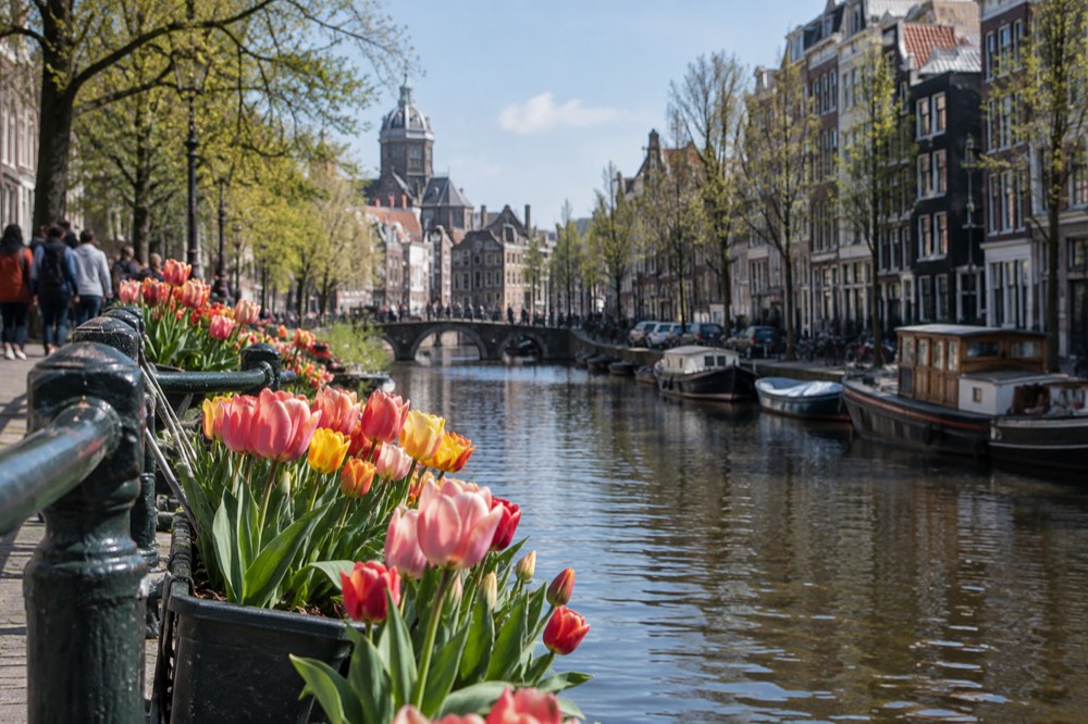 A canal in Amsterdam in spring with tulips in bloom along the waterfront railings