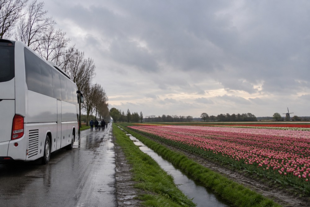 A coach parked on a lane beside flowering tulip fields under a wide sky