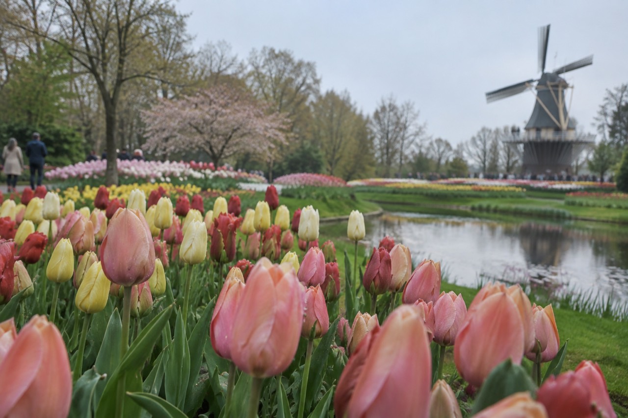 Rows of tulips in bloom at a large spring garden with a windmill in the background