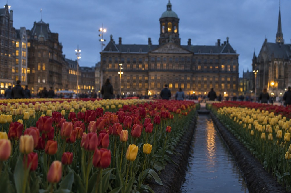 Rows of red and yellow tulips in a field with a narrow canal path between them