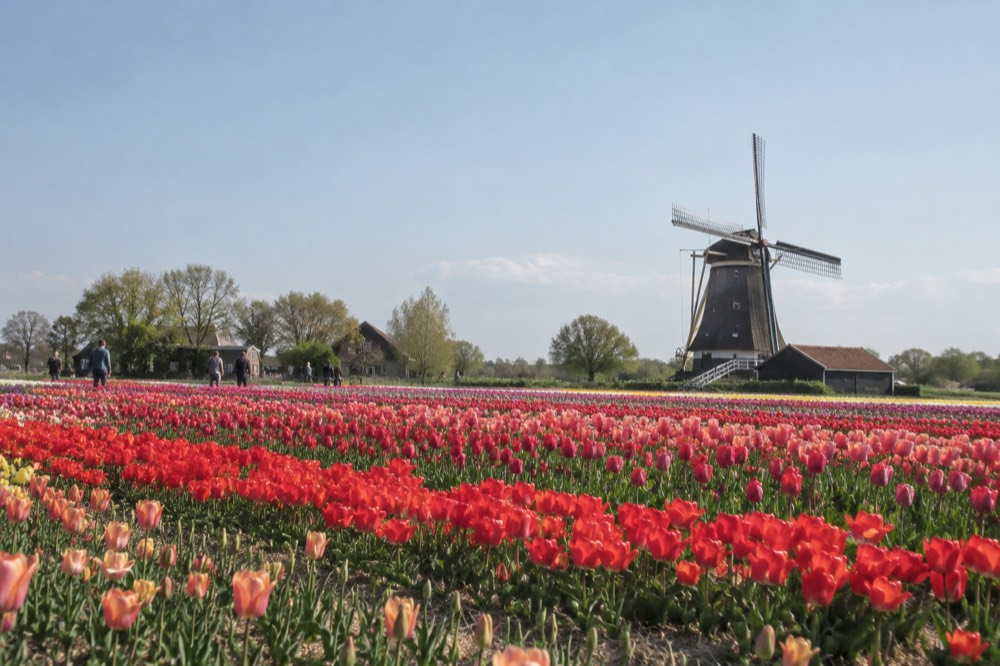 Tulips in bloom in a Dutch field with a windmill in the distance
