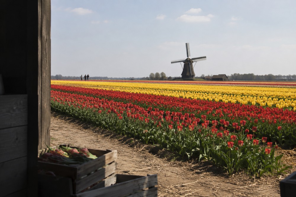 Rows of red and yellow tulips stretching across flat farmland with a windmill in the distance
