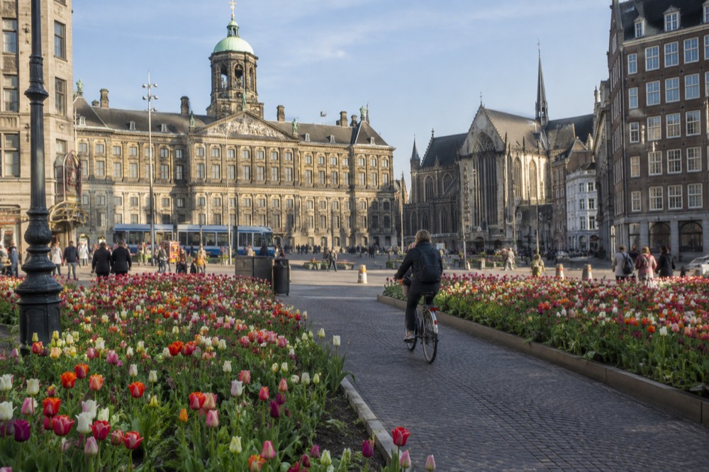 A cyclist riding a path between two tulip fields in full bloom under a blue sky