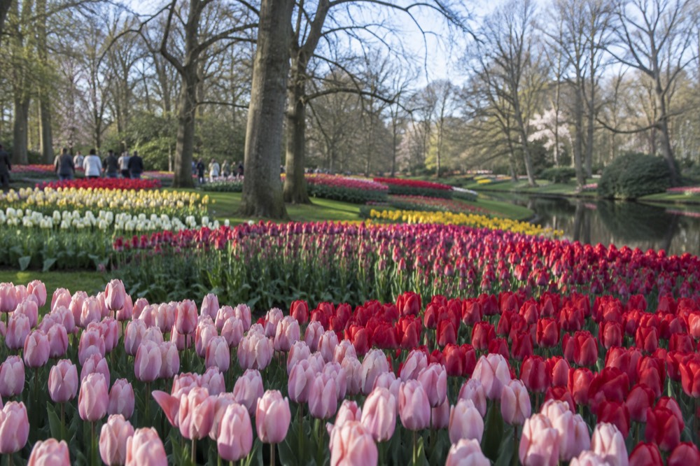 A wide angle view of Keukenhof style flower beds with dense blocks of different coloured tulips