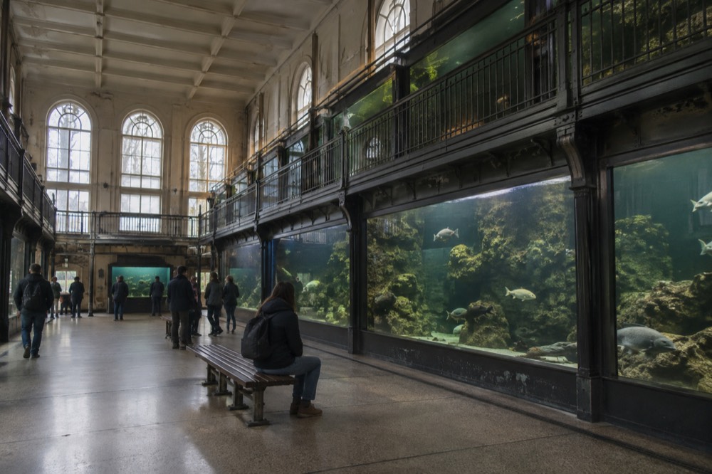 Historic aquarium hall with large tanks of fish and daylight from tall windows