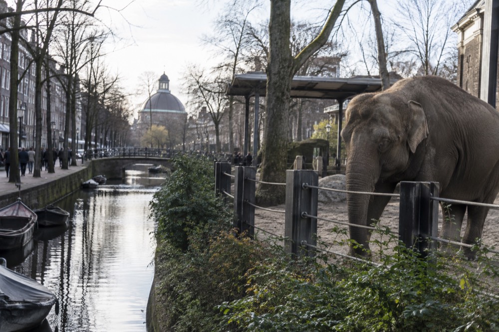 A narrow side street leading away from Artis Royal Zoo