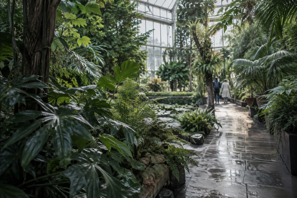A sunlit greenhouse interior filled with tropical plants and a walkway between the foliage