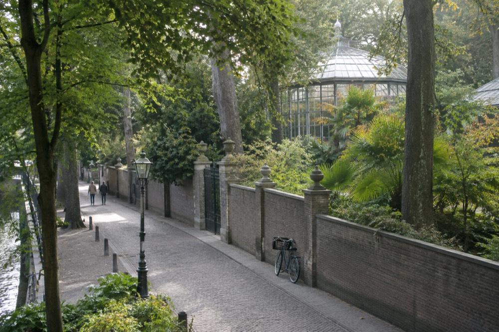 A leafy city lane with tall trees and a bicycle parked beside a garden wall