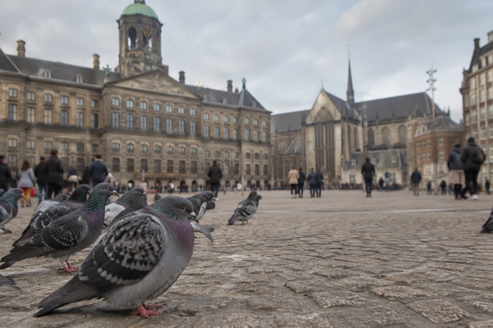 A quiet corner of Dam Square with trees overhanging the water