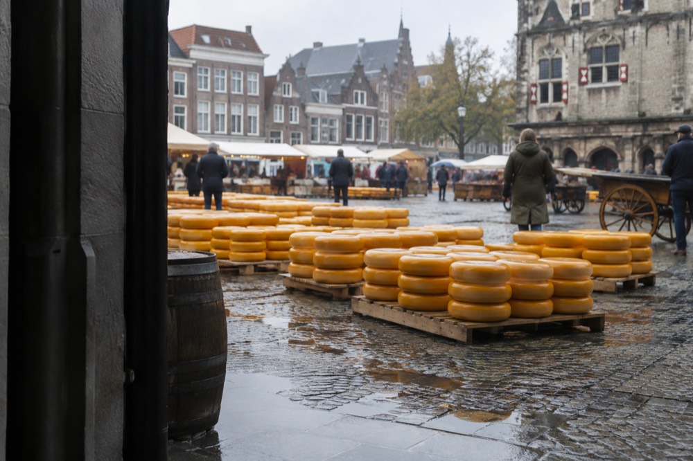 Wheels of yellow Gouda cheese stacked in rows on a market square