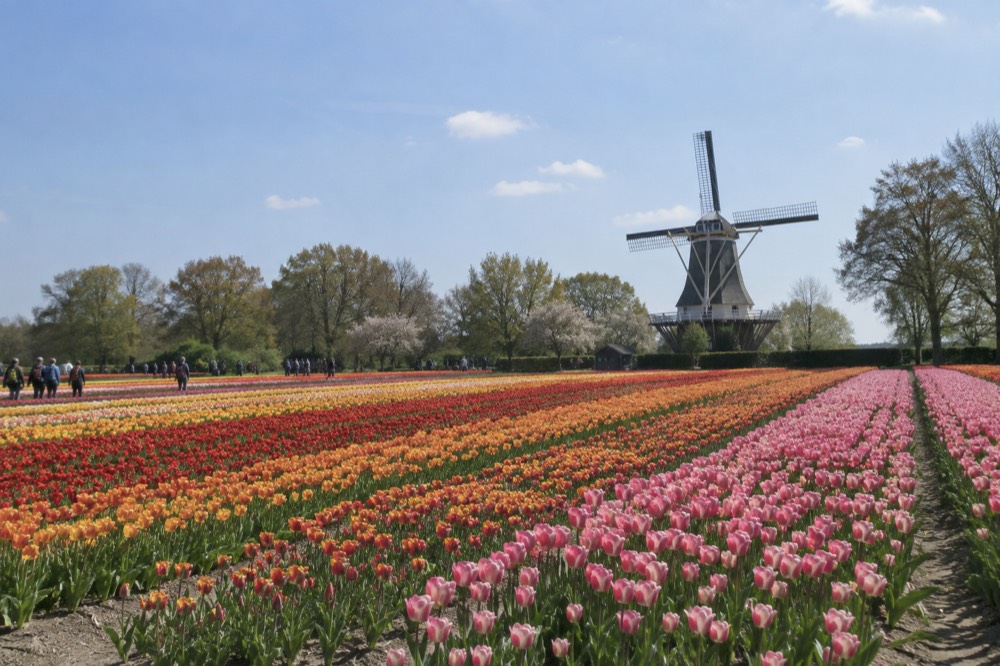 Wide view of Keukenhof's tulip display fields with a historic windmill at the far end