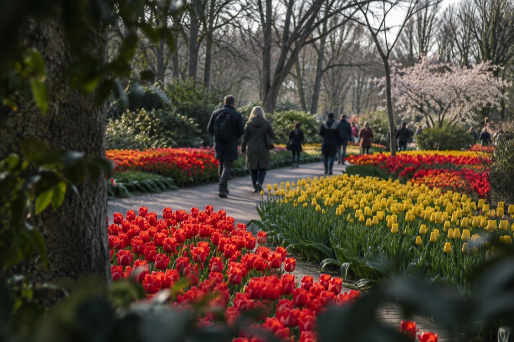 Visitors walking a paved path between dense beds of red and yellow tulips at Keukenhof