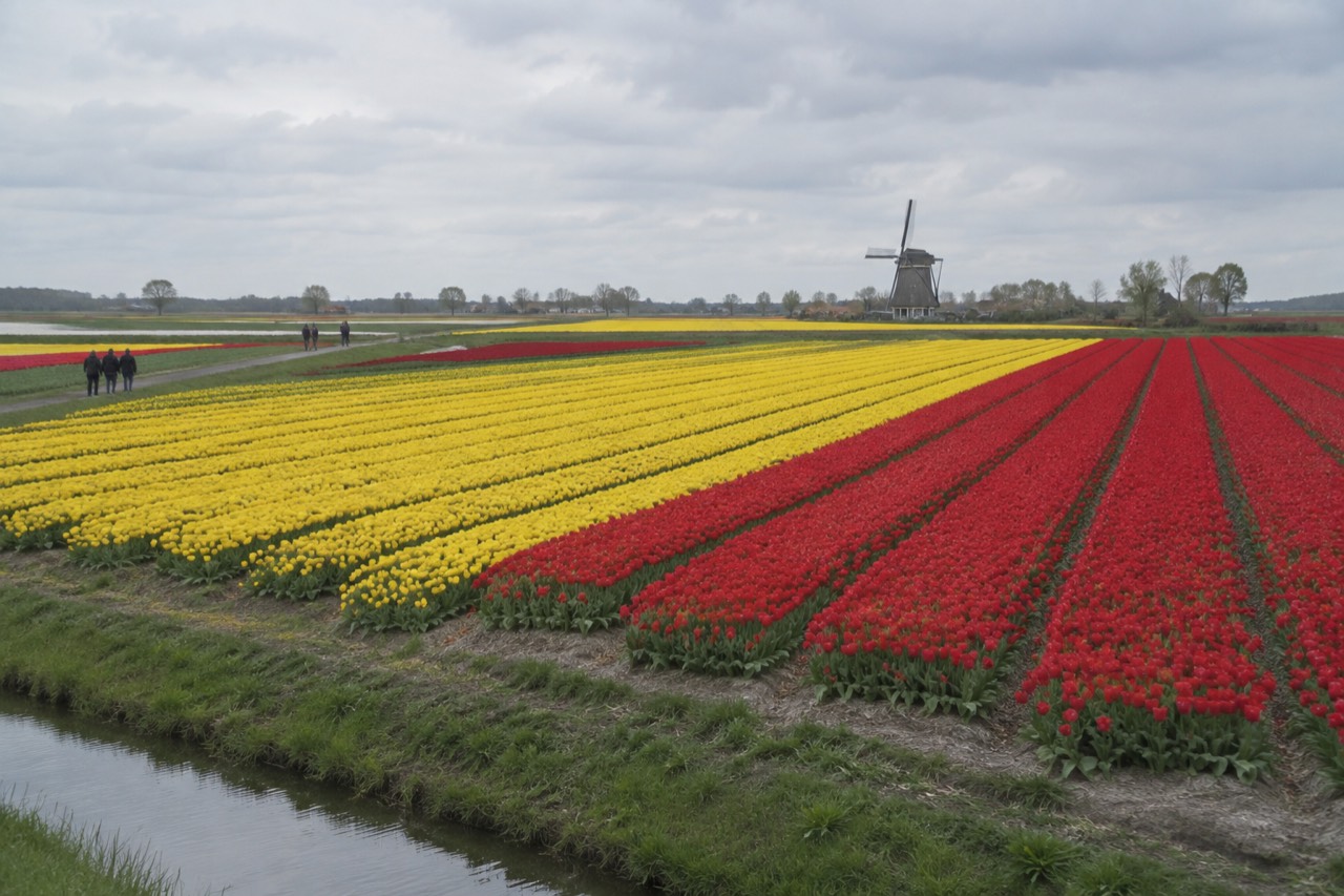 Rows of red and yellow tulips stretching across flat farmland with a distant windmill