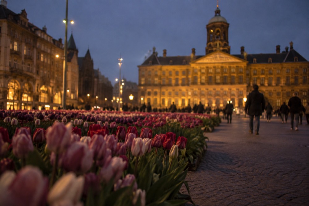 Rows of blooming tulip fields near Amsterdam in spring