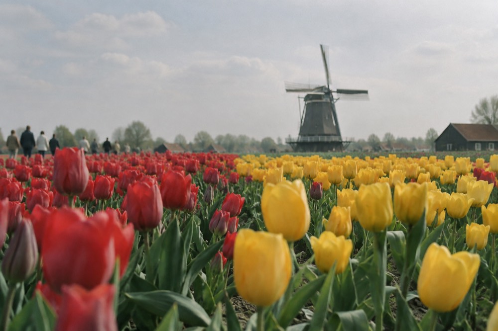 Rows of red and yellow tulips flowering in a field with a windmill in the distance