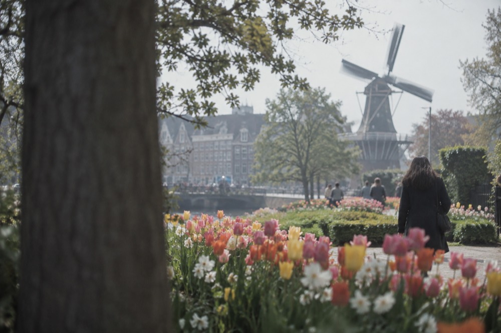 Spring tulips in bloom along a garden path with a windmill in the background